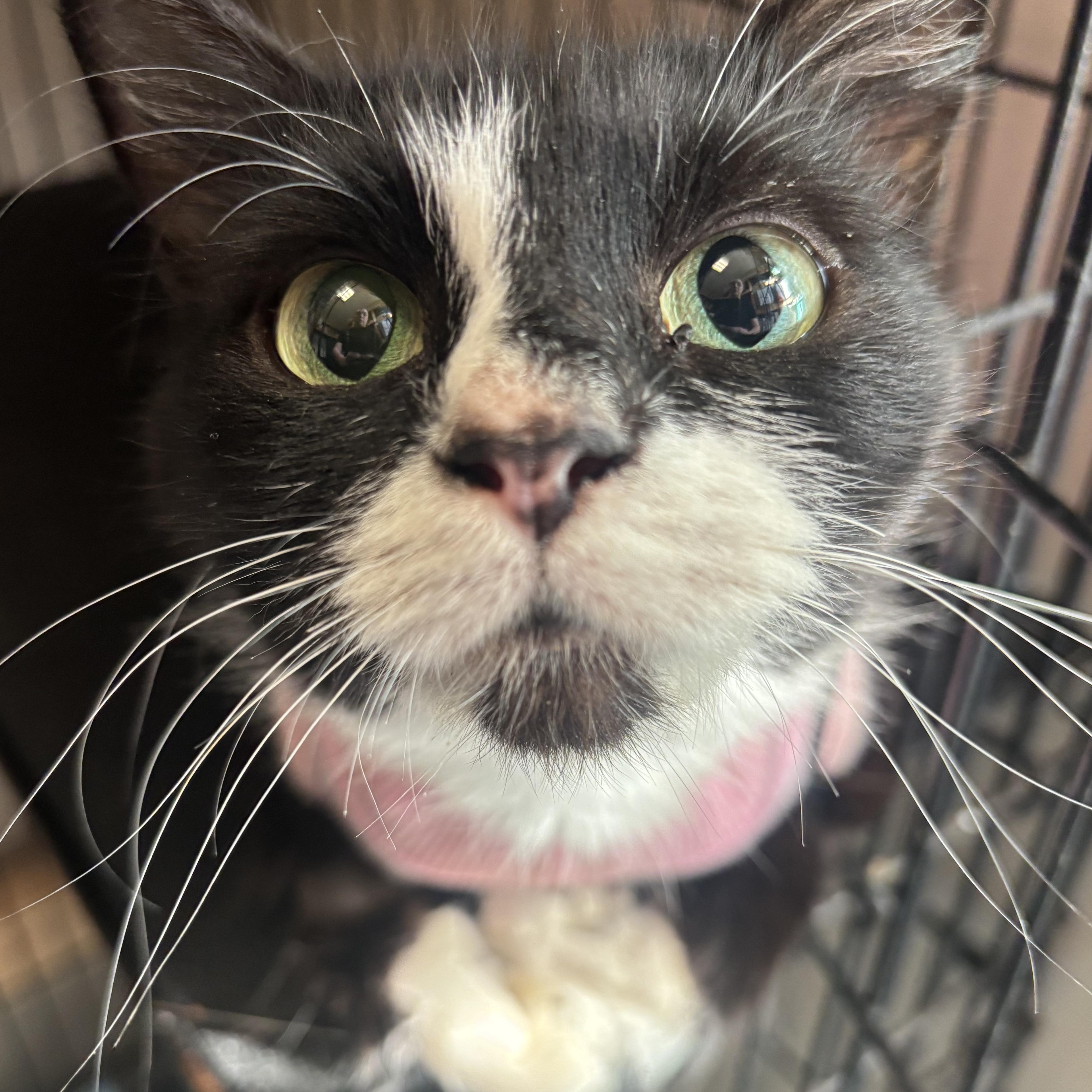 Enlarge Chihiro @ Fat Cat Cafe, an adopted Domestic Medium Hair in Tallahassee, FL image 2/2