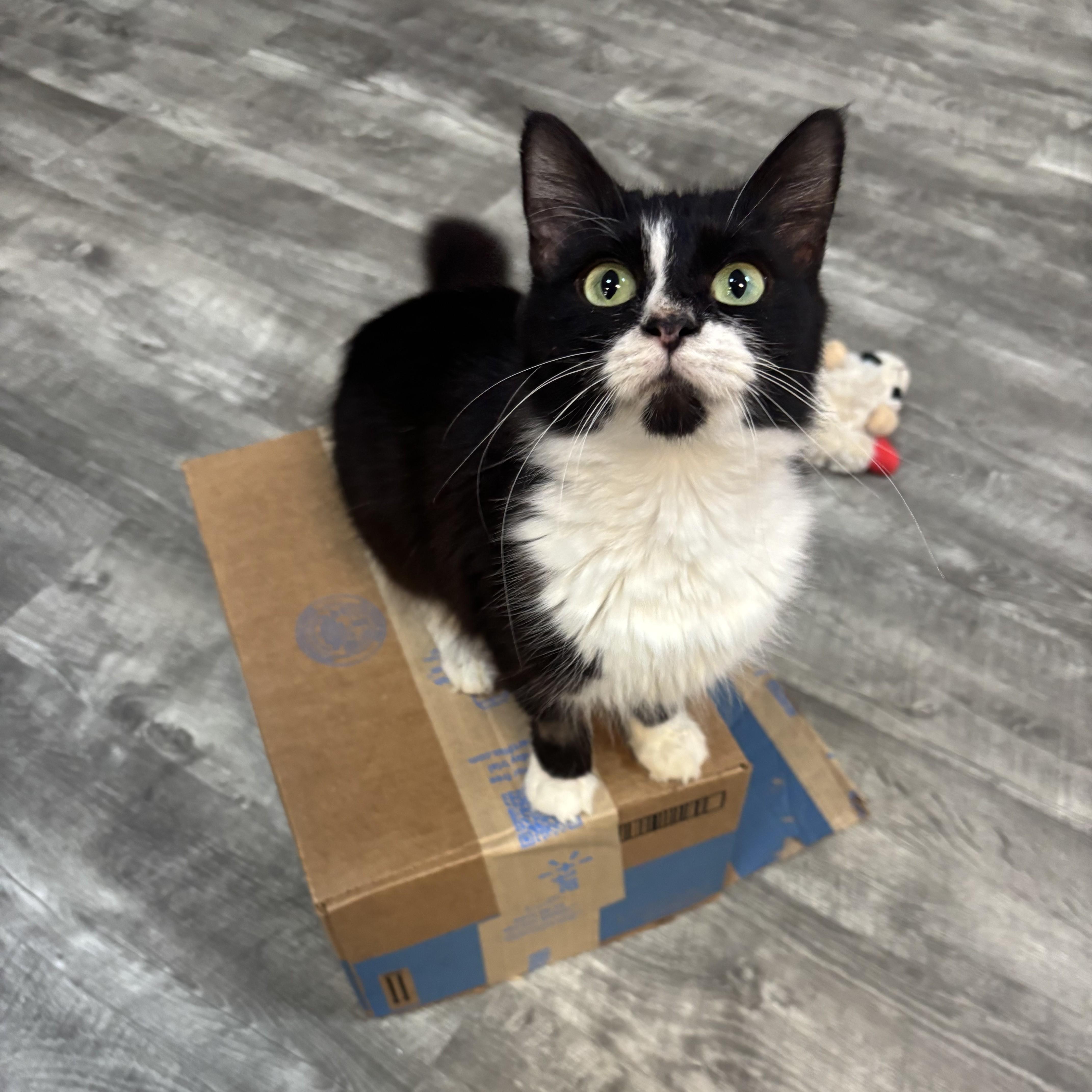 Enlarge Chihiro @ Fat Cat Cafe, an adopted Domestic Medium Hair in Tallahassee, FL image 1/2