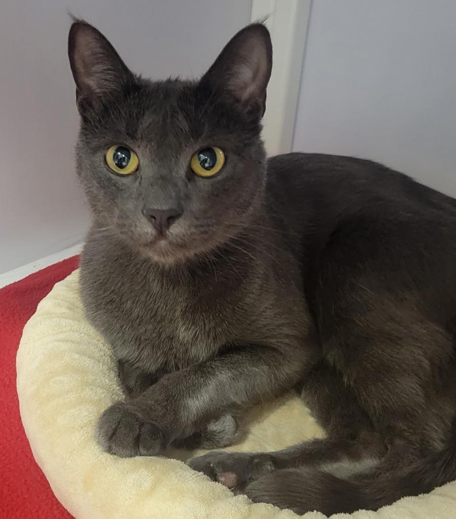 Enlarge Chitterbug, a Adoptable mixed breed in Peoria, AZ image 1/1
