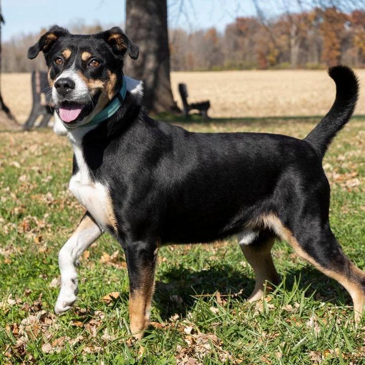 Cody, Adoptable, Adult Male Mixed Breed.