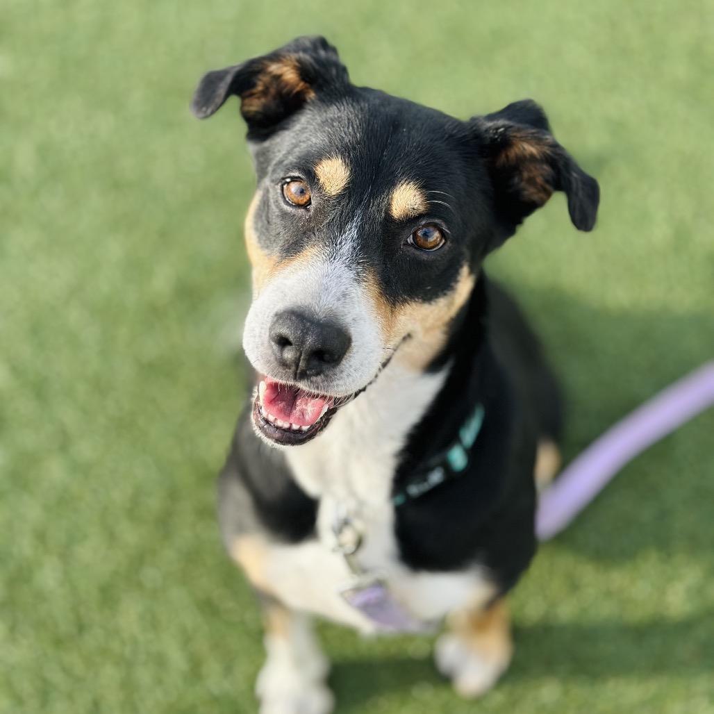 Enlarge Cody, a Adoptable Mixed Breed in Troy, IL image 2/3