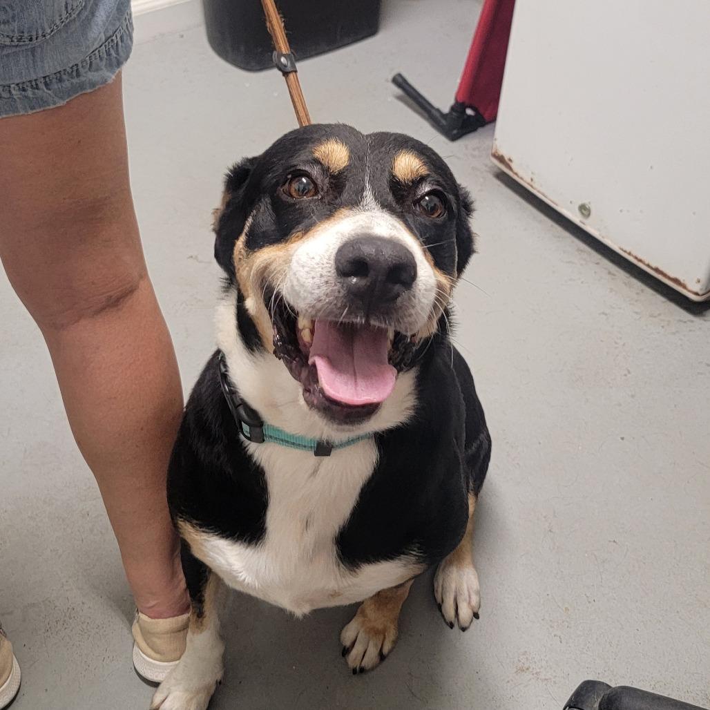 Enlarge Cody, a Adoptable Mixed Breed in Troy, IL image 3/3