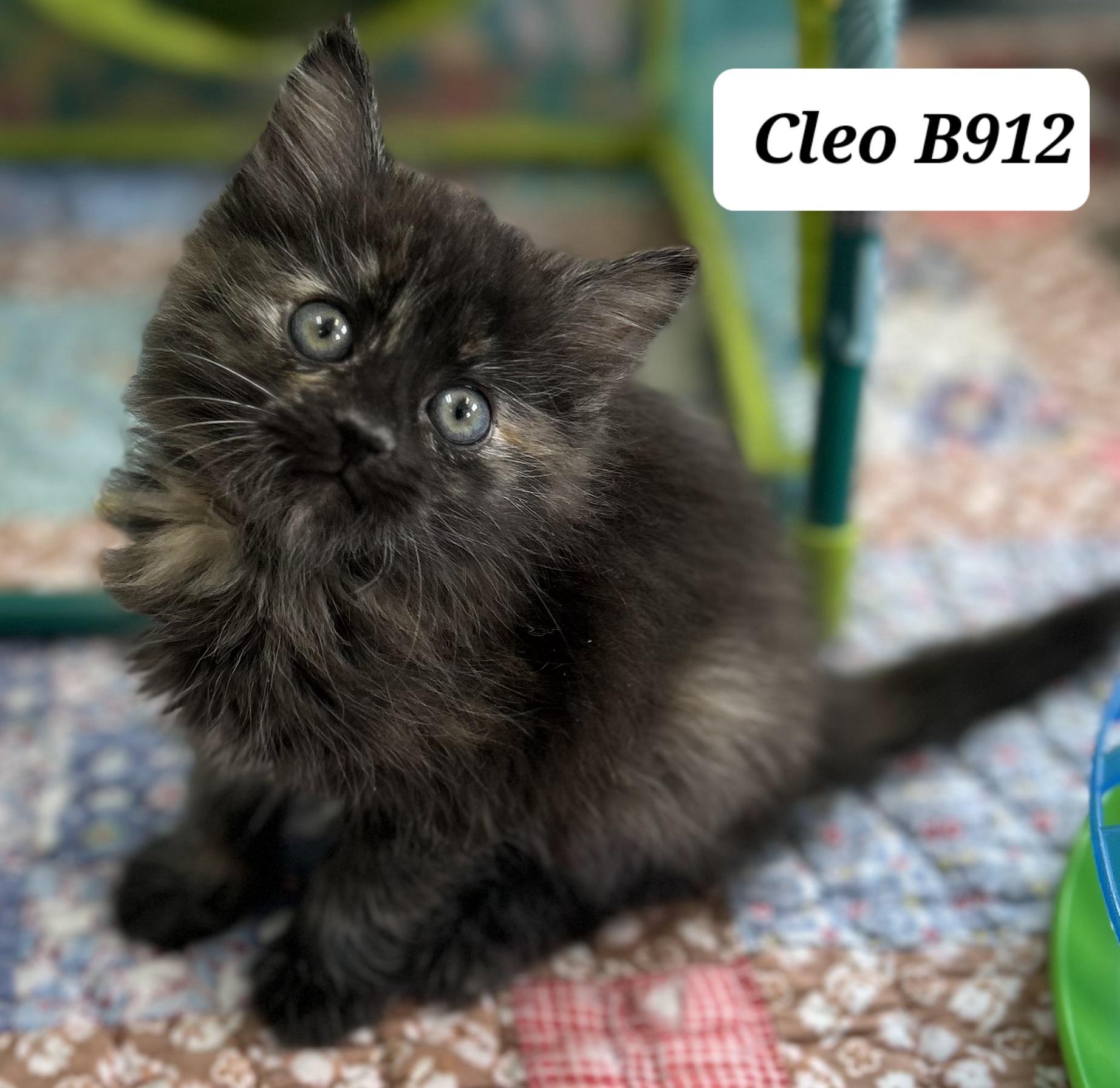 Enlarge Cleo, a ADOPTABLE Domestic Long Hair in Morganton, NC image 1/1