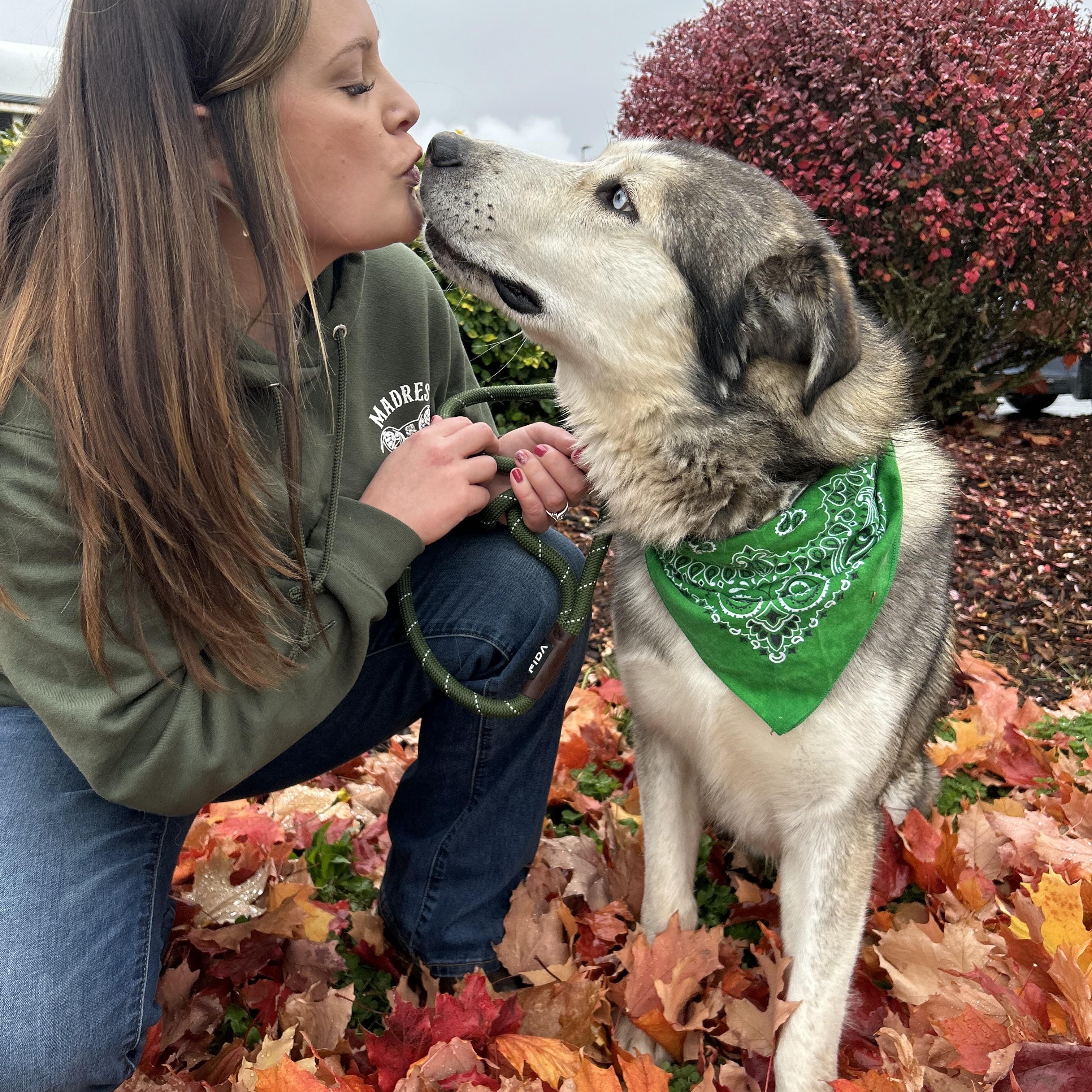 Enlarge Sable & Autumn, a Adoptable Husky in Hayden, ID image 2/6