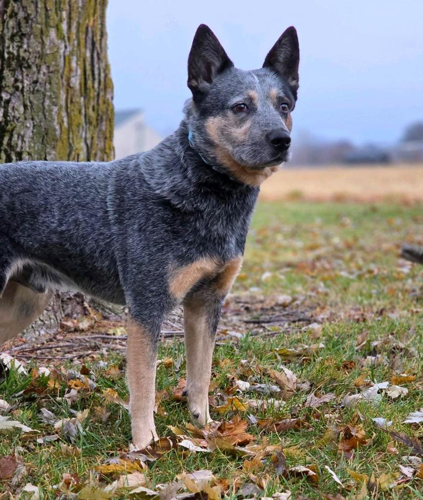 Enlarge Axle, a Adoptable Australian Cattle Dog / Blue Heeler in Huntington, IN image 1/2