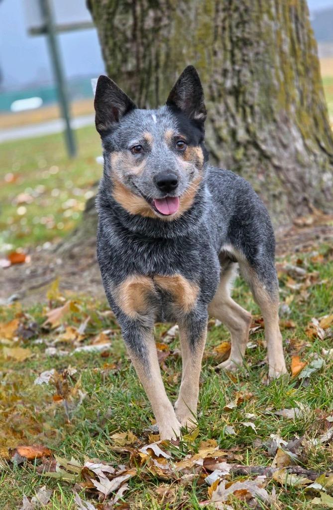 Enlarge Axle, a Adoptable Australian Cattle Dog / Blue Heeler in Huntington, IN image 2/2