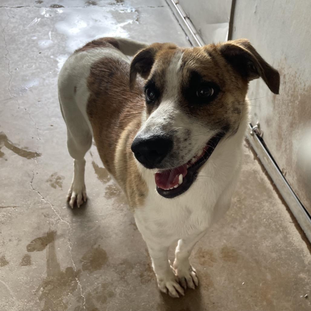 Huron, a Adoptable mixed breed in Edinburg, TX image 1/5