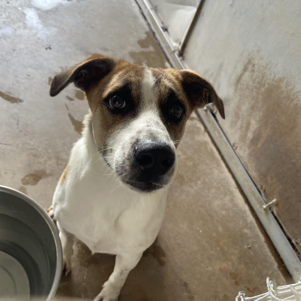 Huron, a Adoptable mixed breed in Edinburg, TX image 2/5