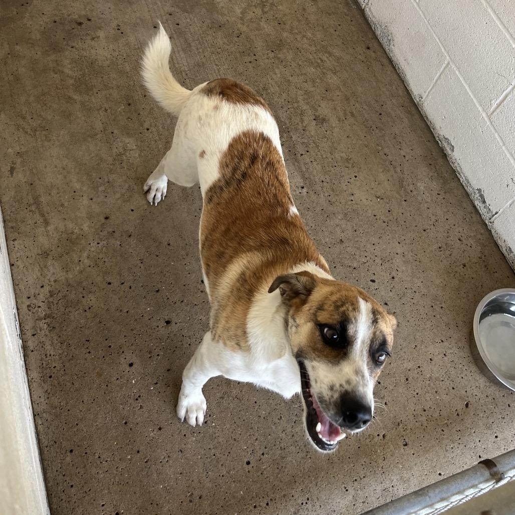 Huron, a Adoptable mixed breed in Edinburg, TX image 3/5