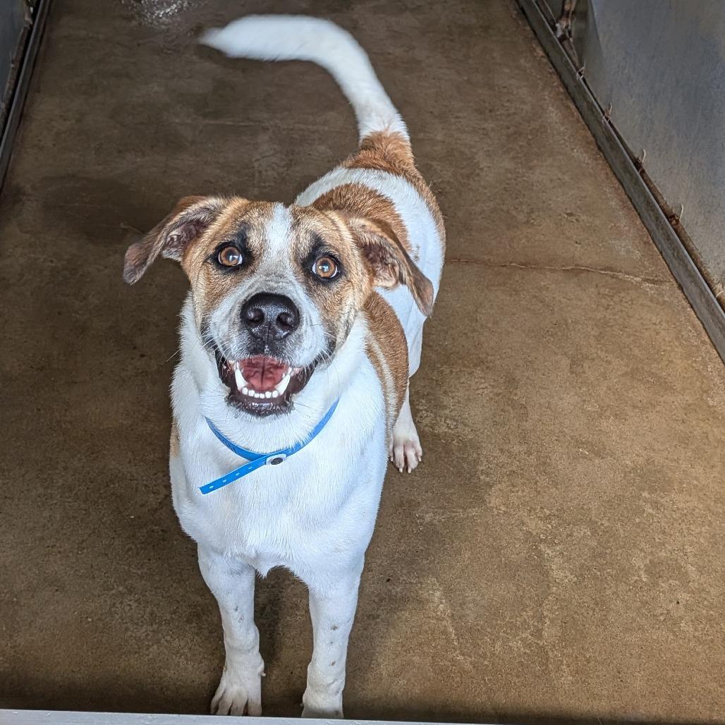 Huron, a Adoptable mixed breed in Edinburg, TX image 4/5