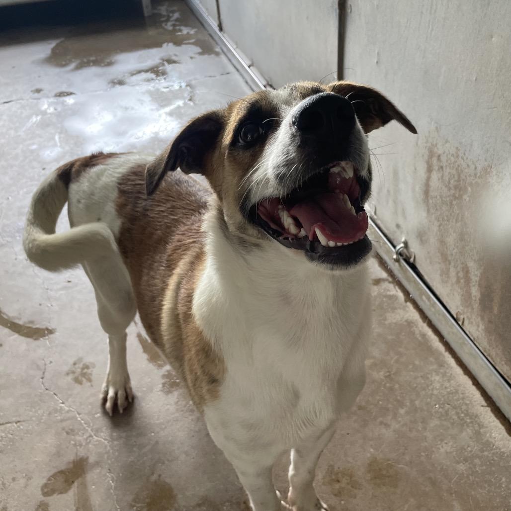 Huron, a Adoptable mixed breed in Edinburg, TX image 5/5