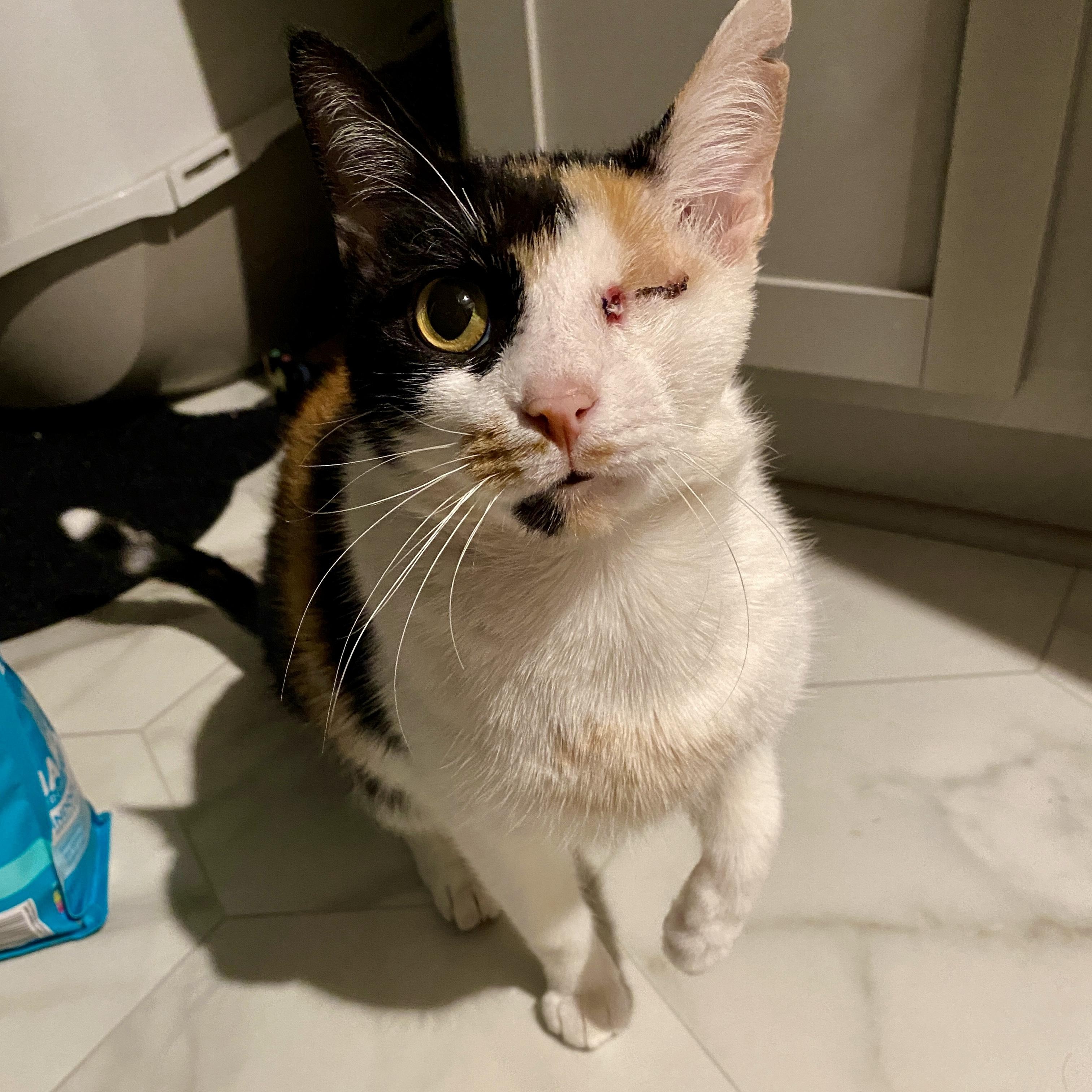 Enlarge Illumination, a Adoptable Domestic Short Hair in Richmond, VA image 5/6