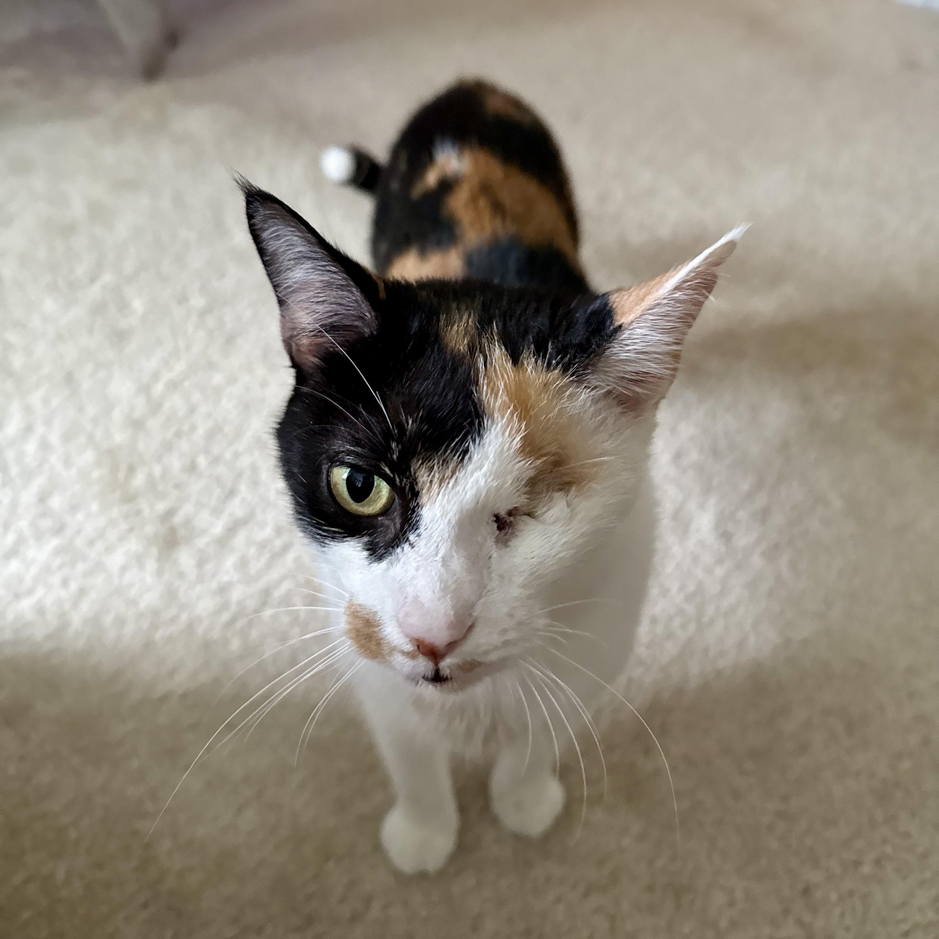 Enlarge Illumination, a Adoptable Domestic Short Hair in Richmond, VA image 3/6