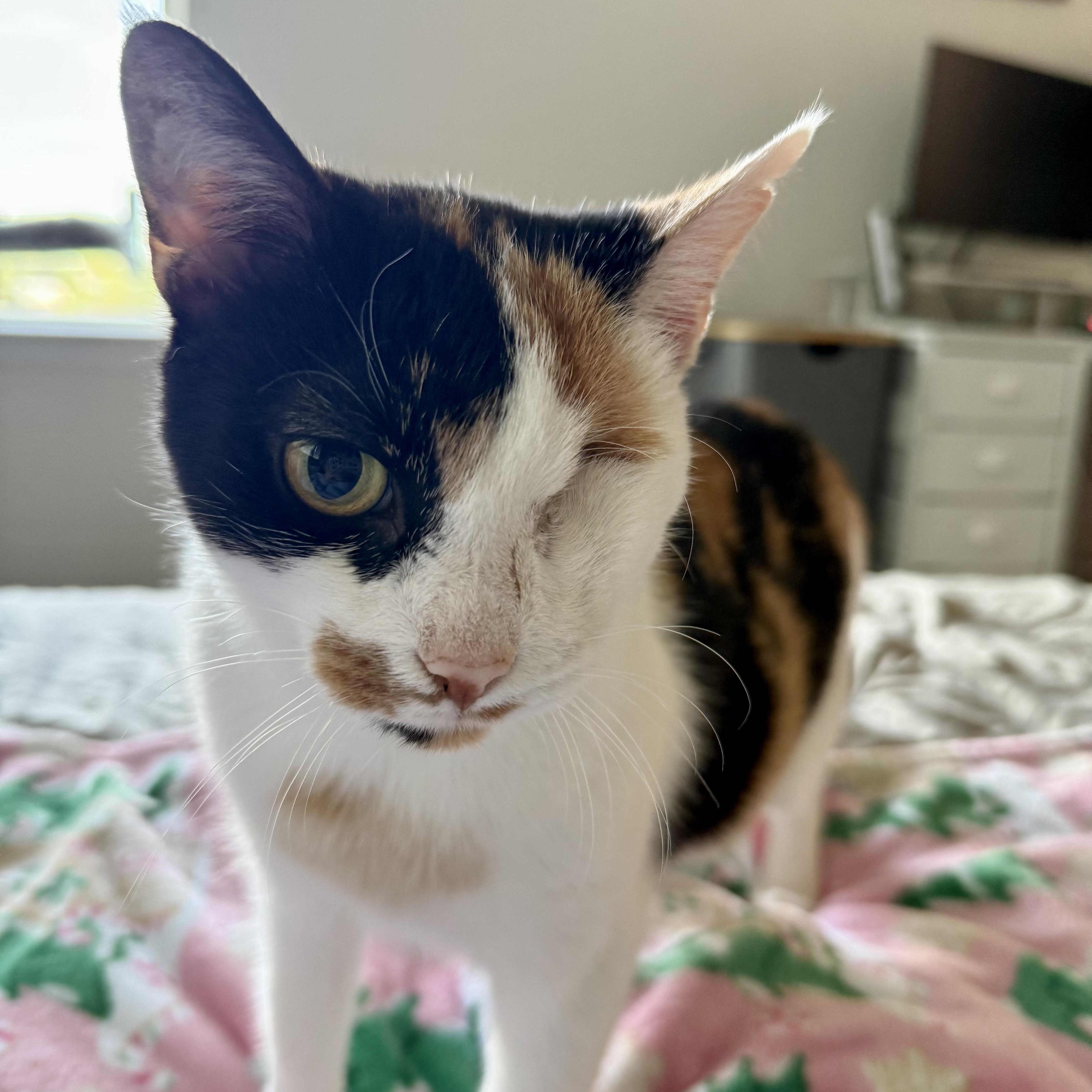 Enlarge Illumination, a Adoptable Domestic Short Hair in Richmond, VA image 6/6