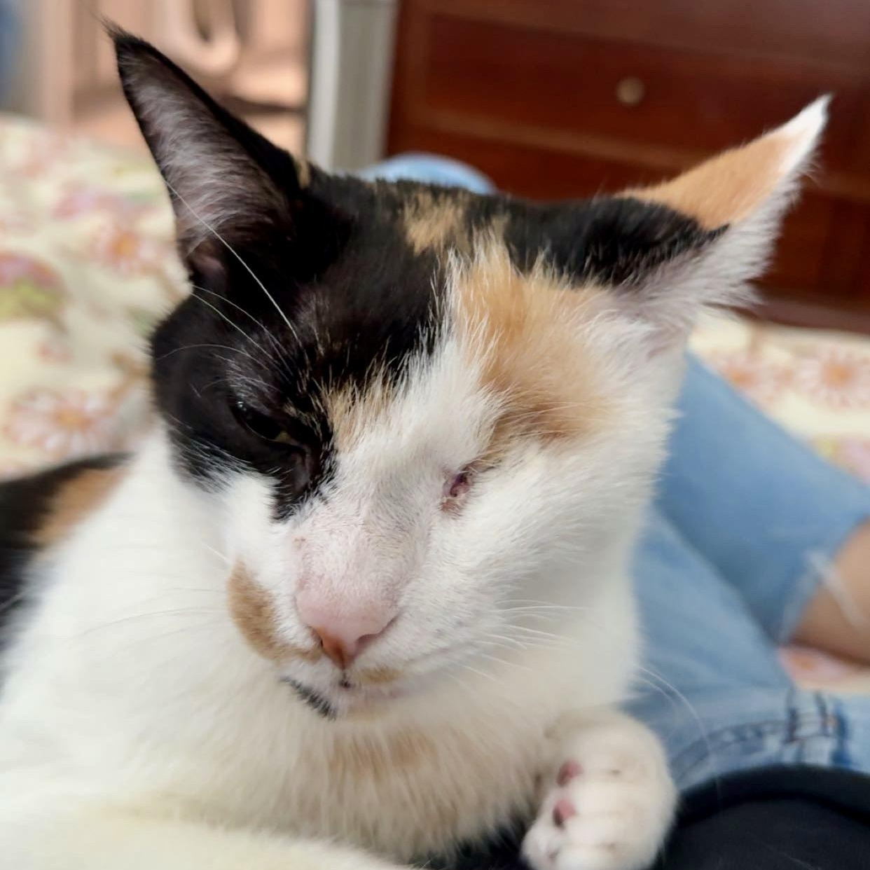 Enlarge Illumination, a Adoptable Domestic Short Hair in Richmond, VA image 2/6