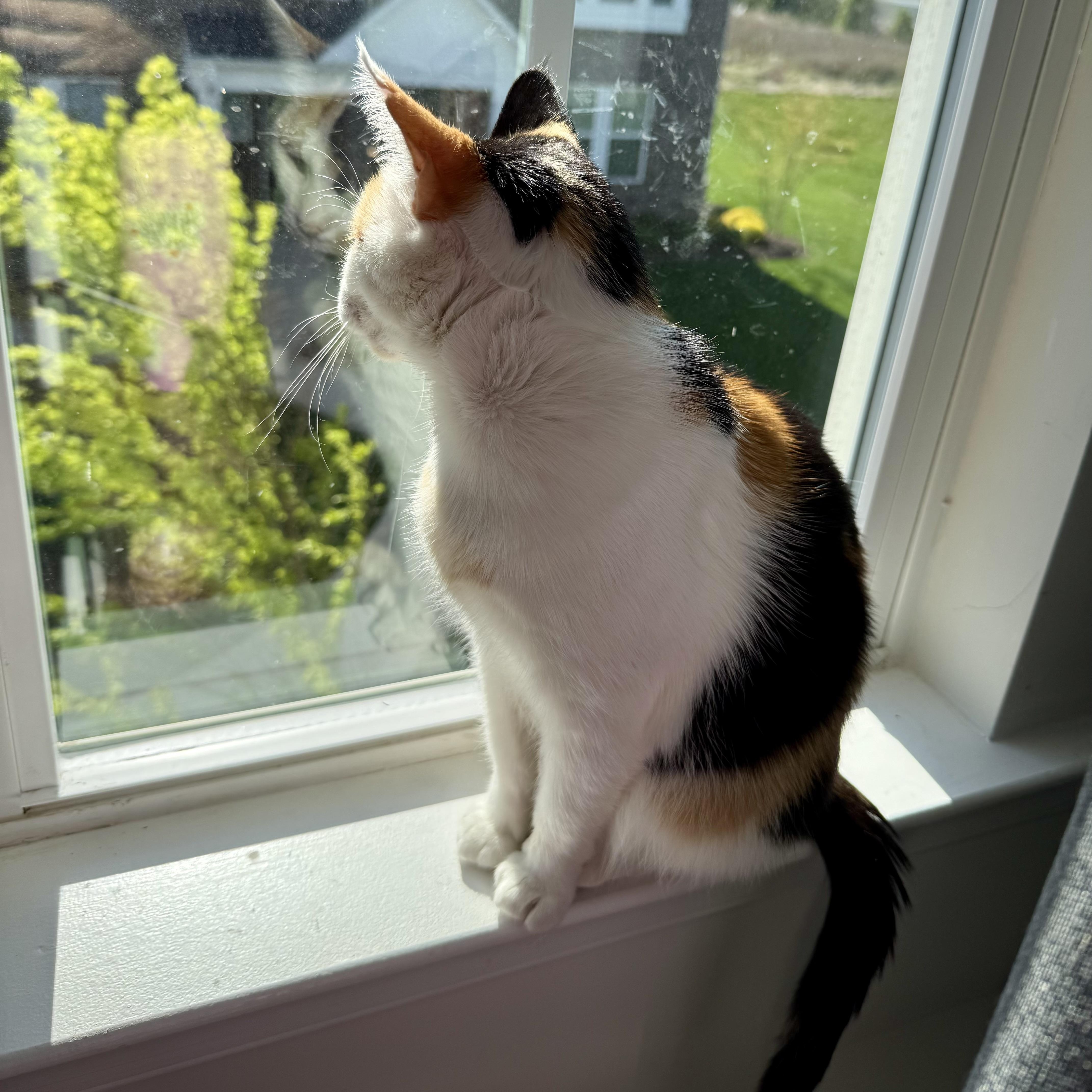 Enlarge Illumination, a Adoptable Domestic Short Hair in Richmond, VA image 4/6