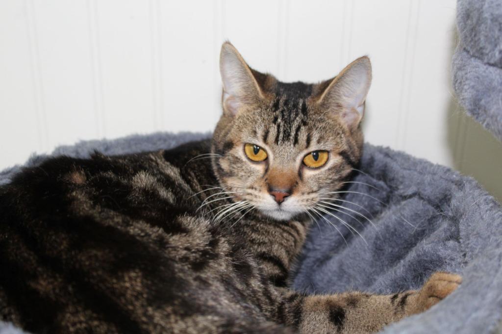 Enlarge Delilah, a Adoptable mixed breed in Genoa, IL image 1/1