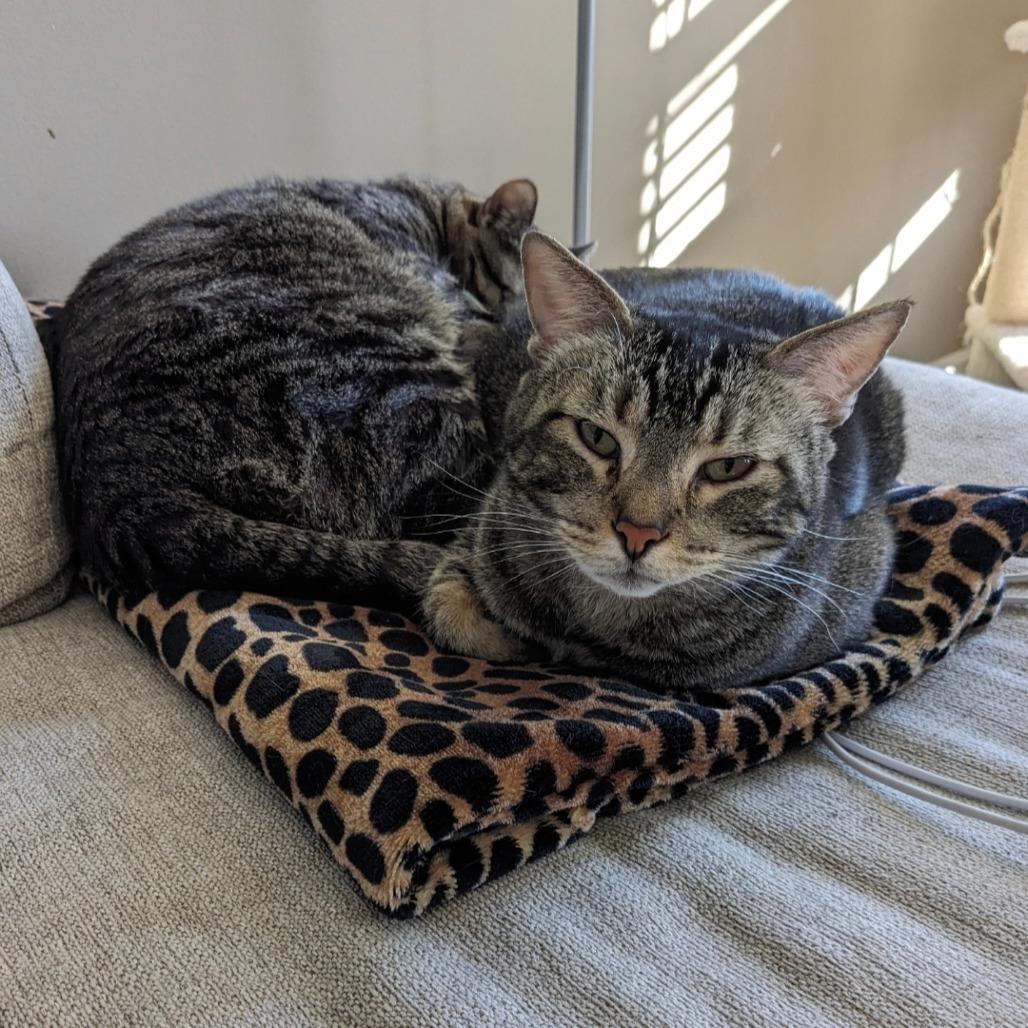 Enlarge Candy 2, a Adoptable Domestic Short Hair in Manhattan, IL image 1/5