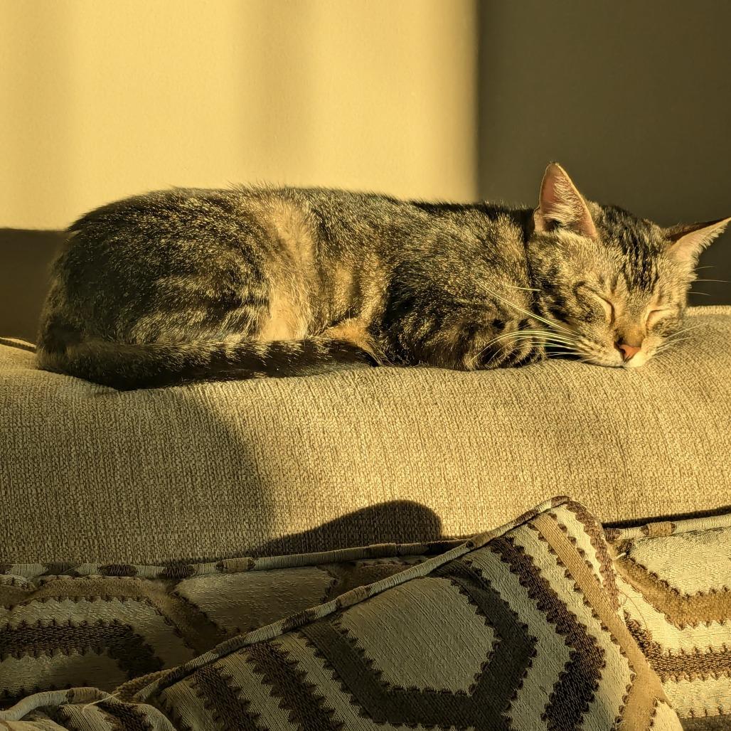 Enlarge Candy 2, a Adoptable Domestic Short Hair in Manhattan, IL image 2/5