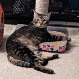 Enlarge Candy 2, a Adoptable Domestic Short Hair in Manhattan, IL image 4/5