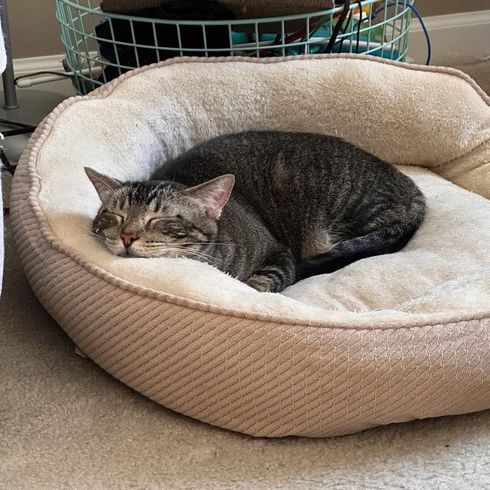 Enlarge Candy 2, a Adoptable Domestic Short Hair in Manhattan, IL image 5/5