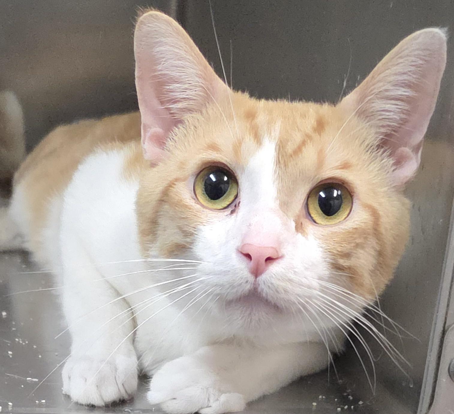 Pickwick, ADOPTABLE, Adult Male Domestic Short Hair.