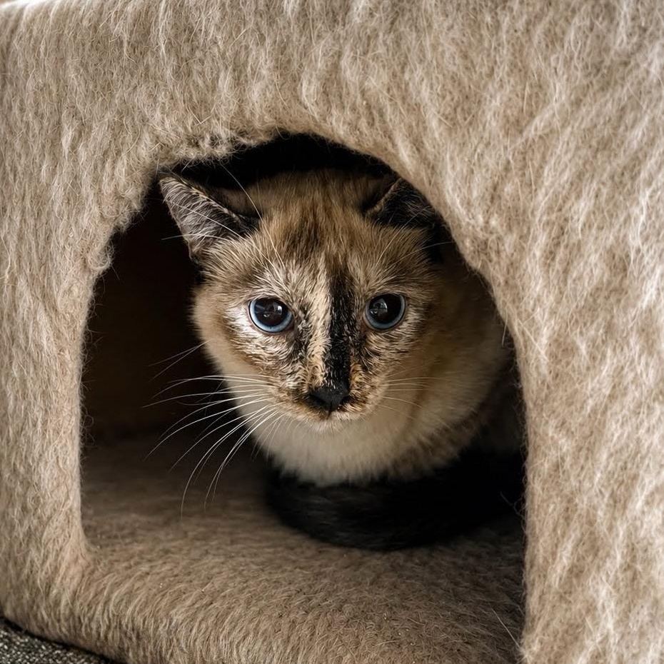 Enlarge Simeon, a Adoptable mixed breed in Concord, NC image 3/4