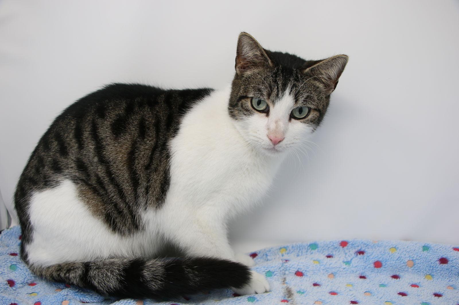 Larry, Adoptable, Young Male Domestic Short Hair.