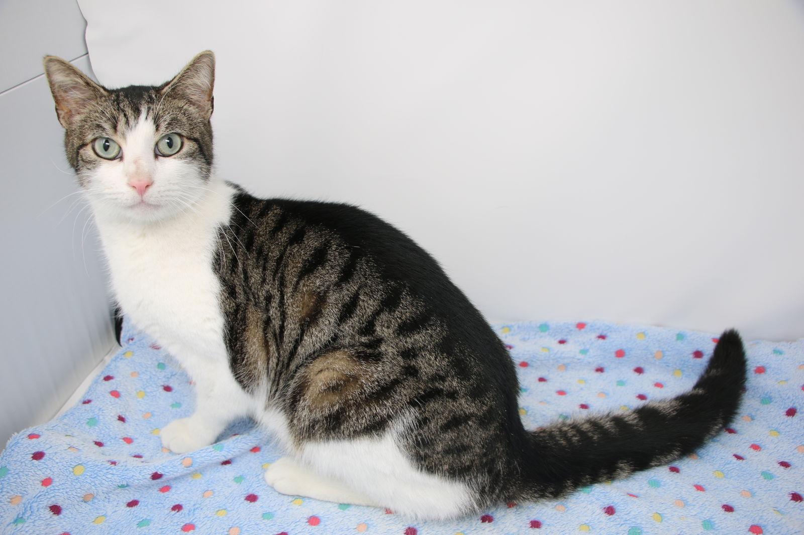 Enlarge Larry, a Adoptable Domestic Short Hair in Crompond, NY image 2/3