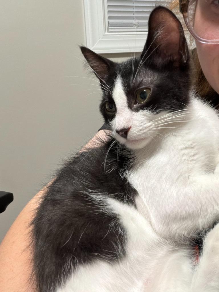 Dream Float, Adoptable, Kitten Male Domestic Short Hair.