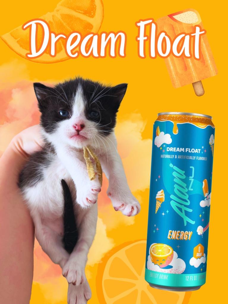 Enlarge Dream Float, a Adoptable Domestic Short Hair in Augusta, GA image 2/6
