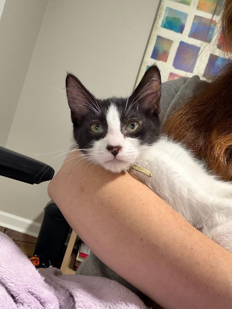 Enlarge Dream Float, a Adoptable Domestic Short Hair in Augusta, GA image 3/6
