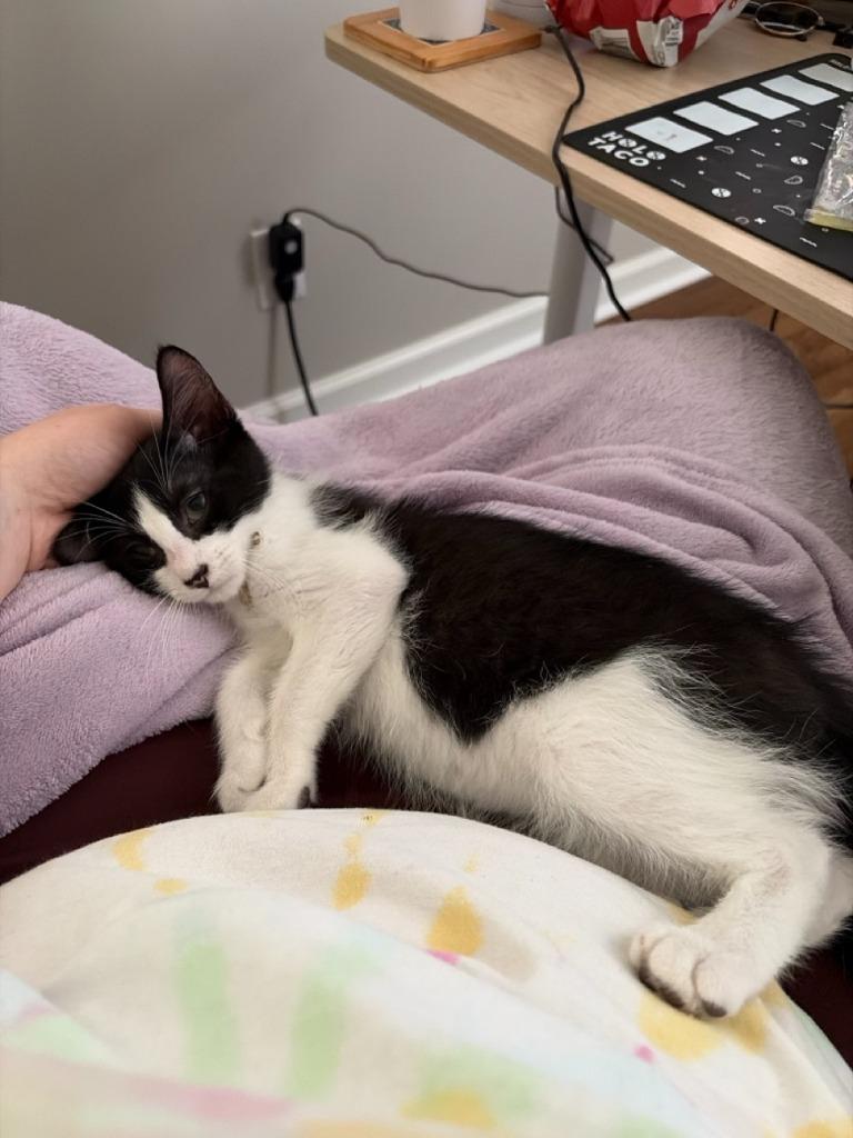 Enlarge Dream Float, a Adoptable Domestic Short Hair in Augusta, GA image 4/6