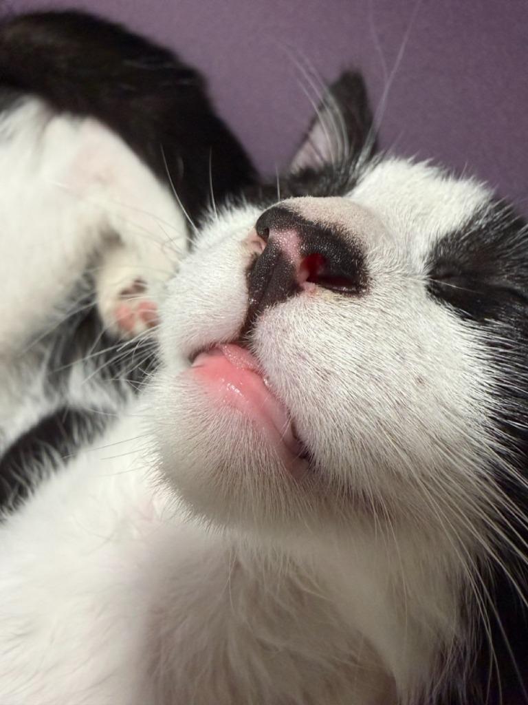 Enlarge Dream Float, a Adoptable Domestic Short Hair in Augusta, GA image 5/6