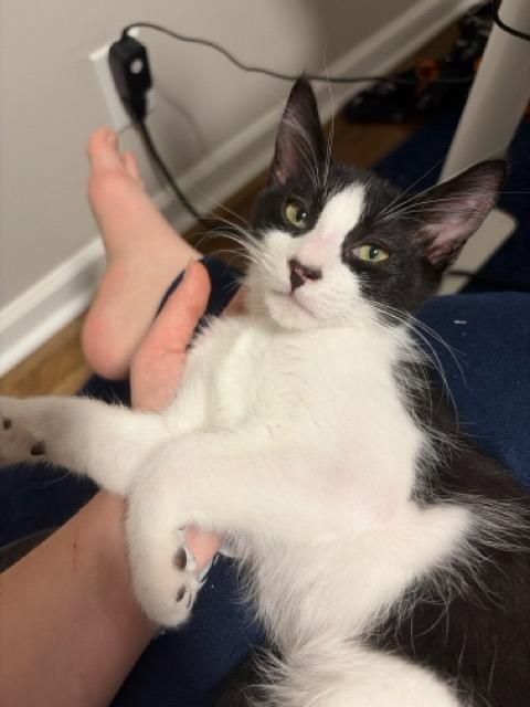 Enlarge Dream Float, a Adoptable Domestic Short Hair in Augusta, GA image 6/6