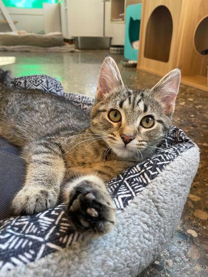 Spanky (bonded to Buckwheat), a Adoptable Domestic Short Hair in Louisville, KY image 1/3