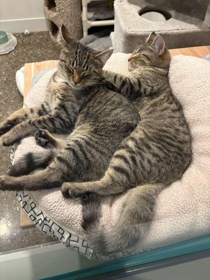 Spanky (bonded to Buckwheat), a Adoptable Domestic Short Hair in Louisville, KY image 2/3