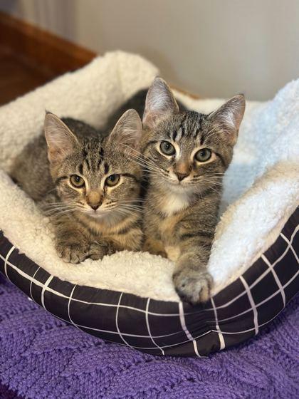 Spanky (bonded to Buckwheat), a Adoptable Domestic Short Hair in Louisville, KY image 3/3