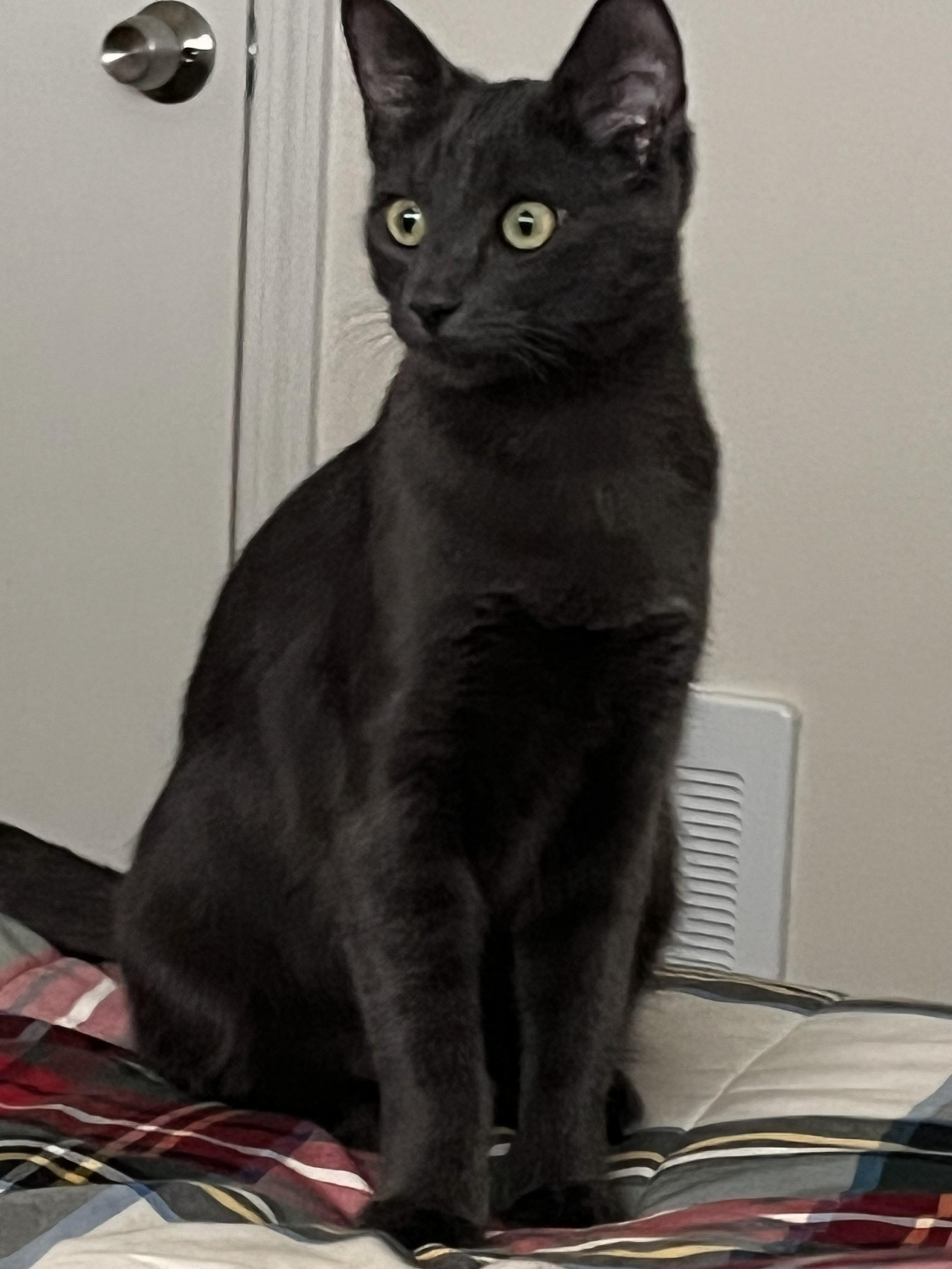 Enlarge Harry & Sally, a ADOPTABLE mixed breed in Cathlamet, WA image 5/6