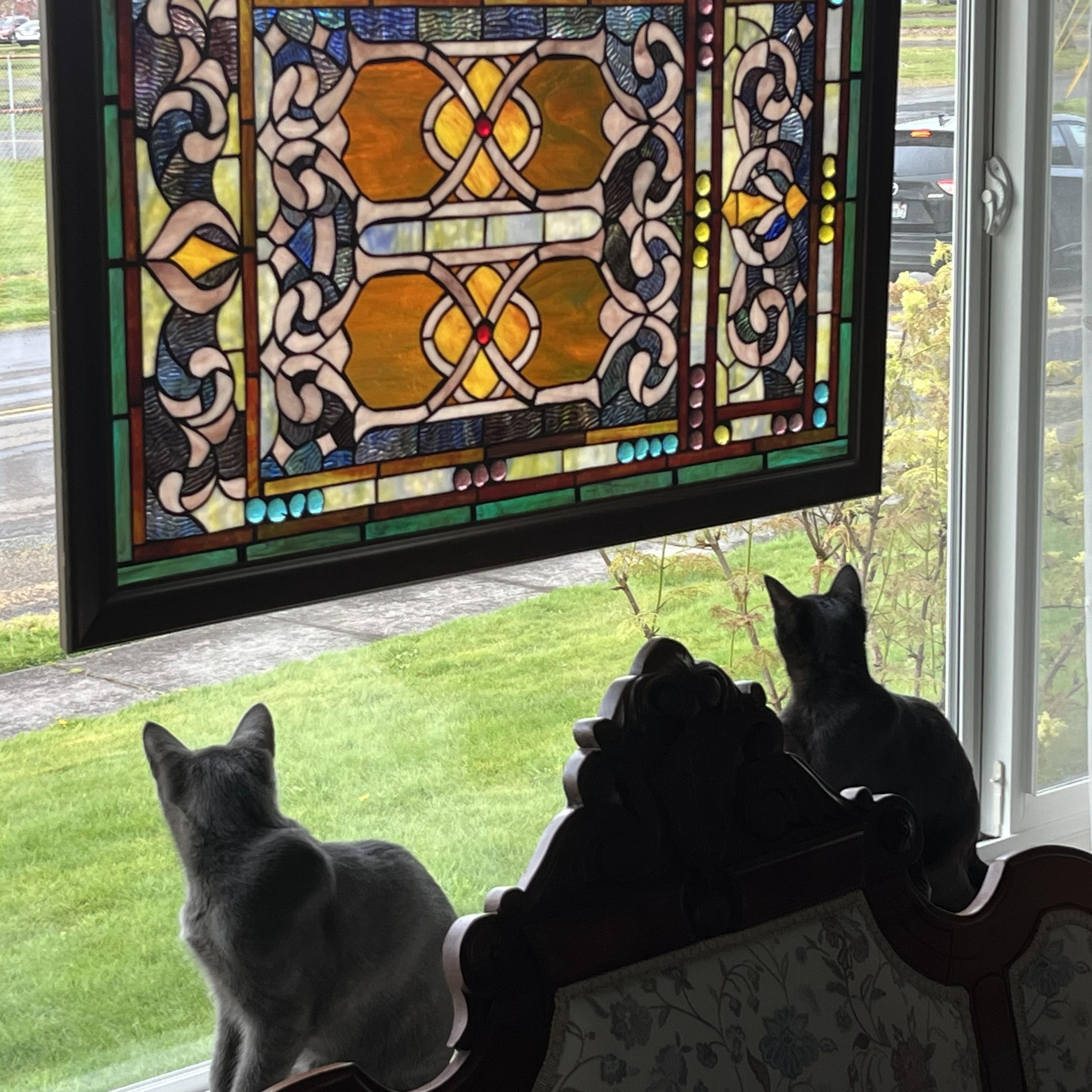 Enlarge Harry & Sally, a ADOPTABLE mixed breed in Cathlamet, WA image 4/6