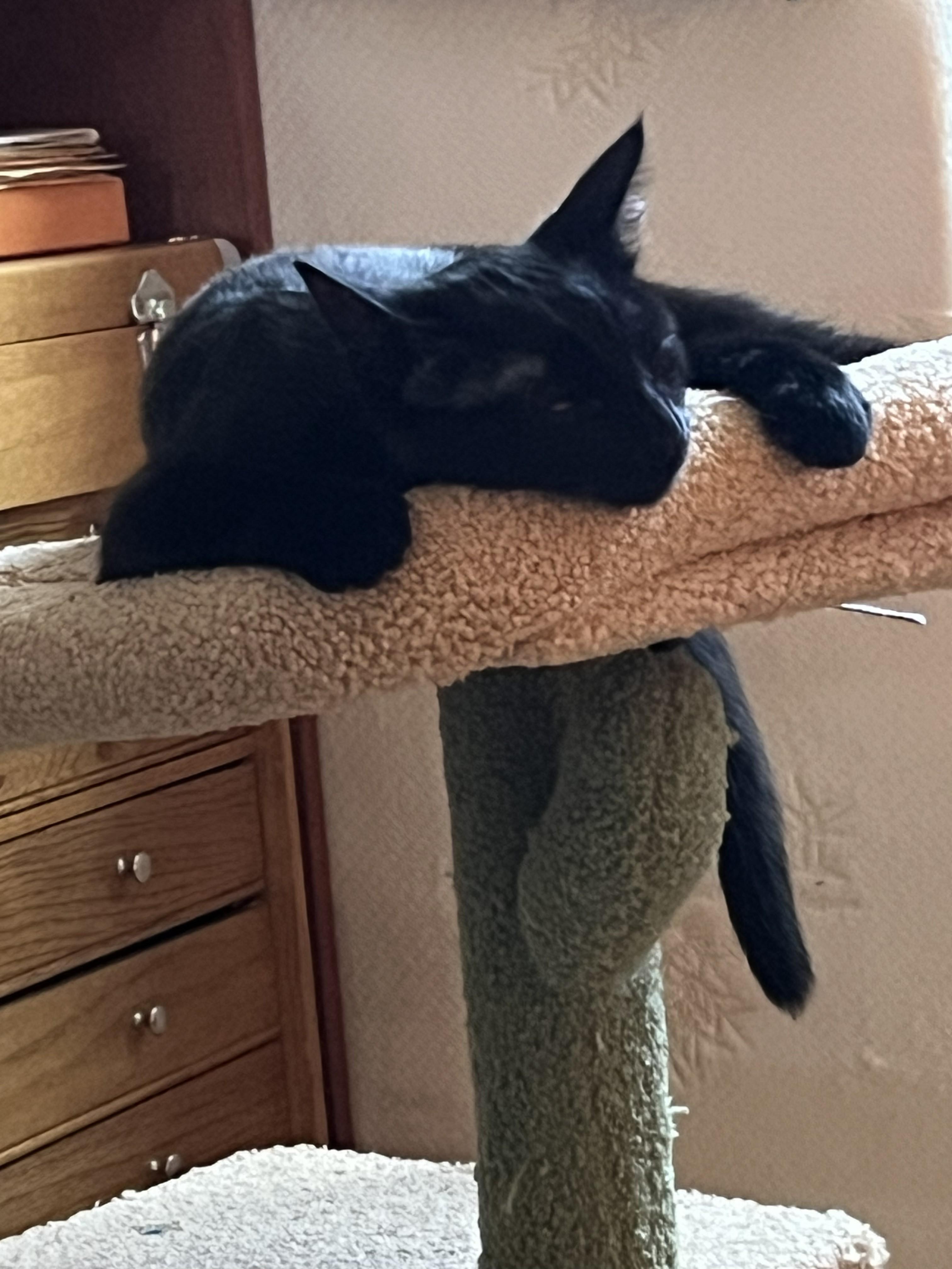 Enlarge Harry & Sally, a ADOPTABLE mixed breed in Cathlamet, WA image 6/6