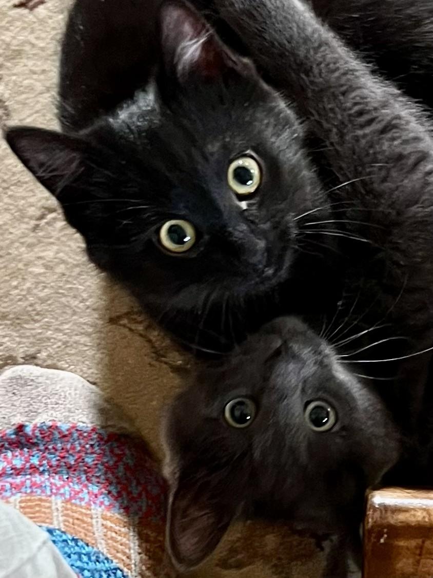 Enlarge Harry & Sally, a ADOPTABLE mixed breed in Cathlamet, WA image 3/6