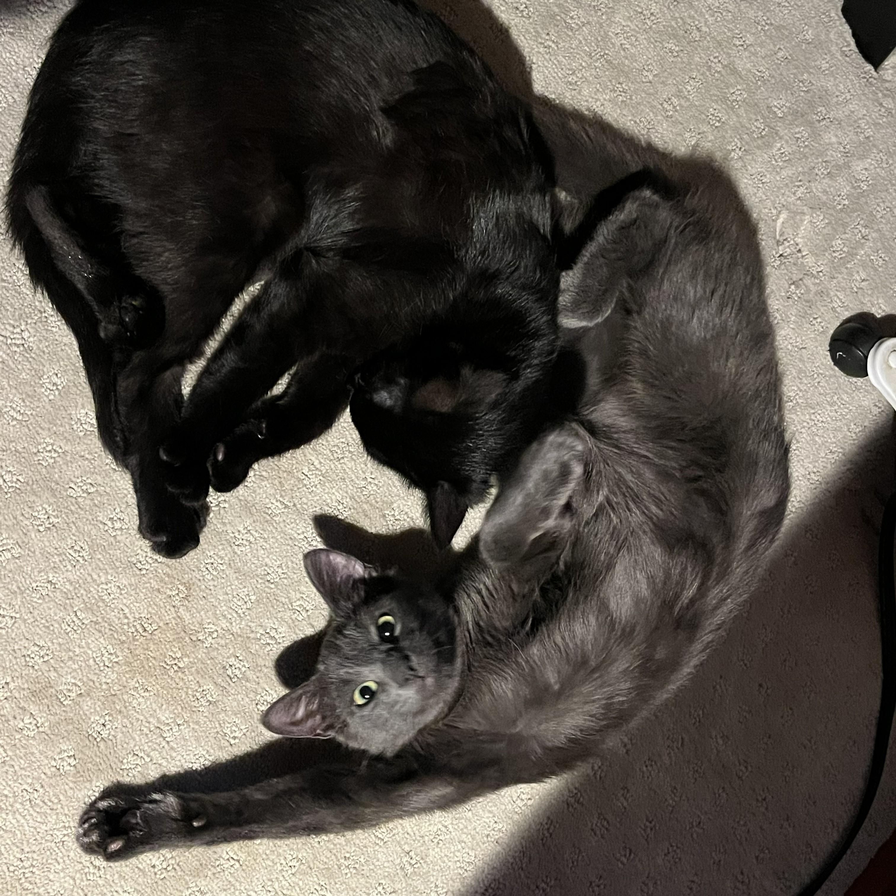 Enlarge Harry & Sally, a ADOPTABLE mixed breed in Cathlamet, WA image 1/6