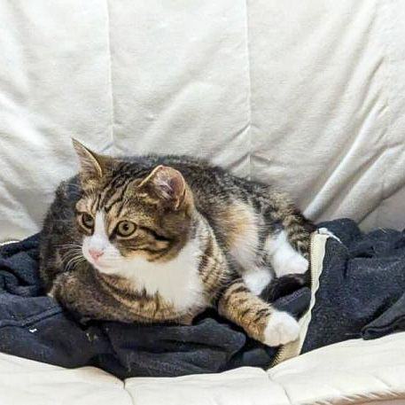 Enlarge Maven, a Adopted Tabby in Jersey City, NJ image 1/3