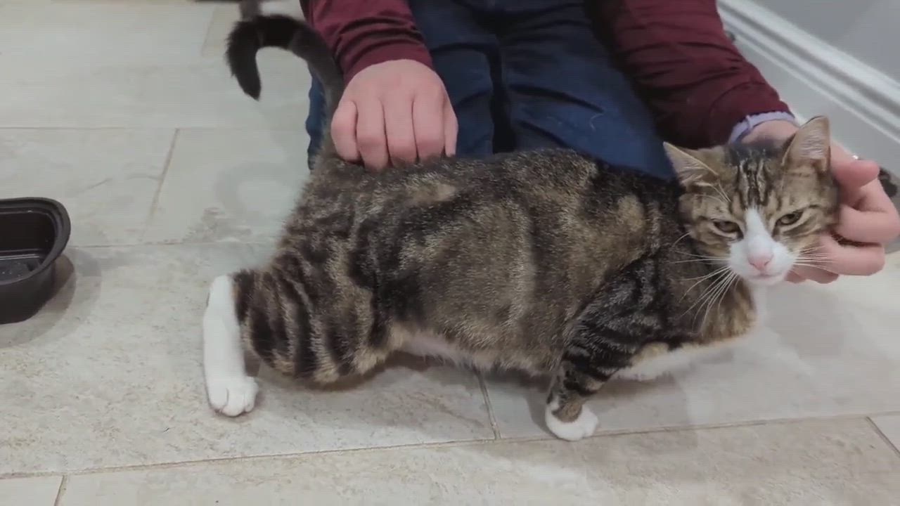 Enlarge Maven, a Adopted Tabby in Jersey City, NJ video 3/3