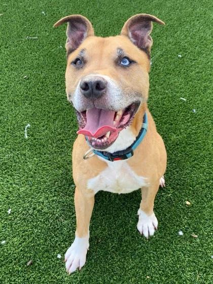 Ricky, Adoptable, Adult Male Mixed Breed & Mixed Breed.