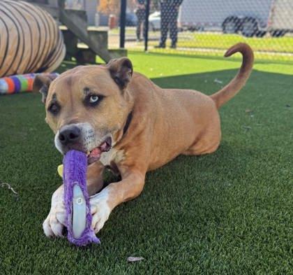 Ricky, a Adoptable Mixed Breed in Chesapeake, VA image 1/3