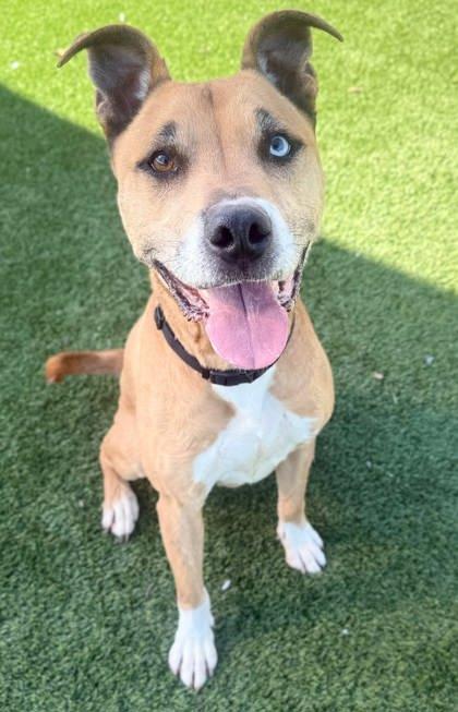 Ricky, a Adoptable Mixed Breed in Chesapeake, VA image 2/3