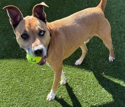 Ricky, a Adoptable Mixed Breed in Chesapeake, VA image 3/3