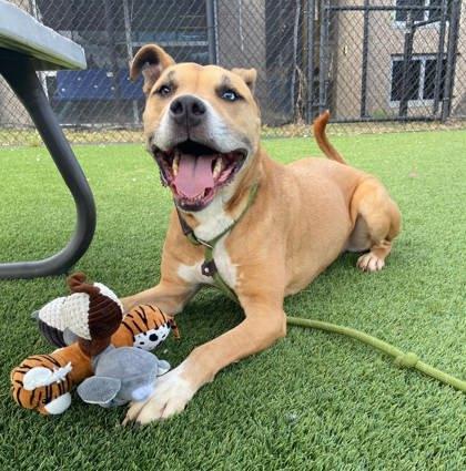 Enlarge Ricky, a Adoptable Mixed Breed in Chesapeake, VA image 2/3